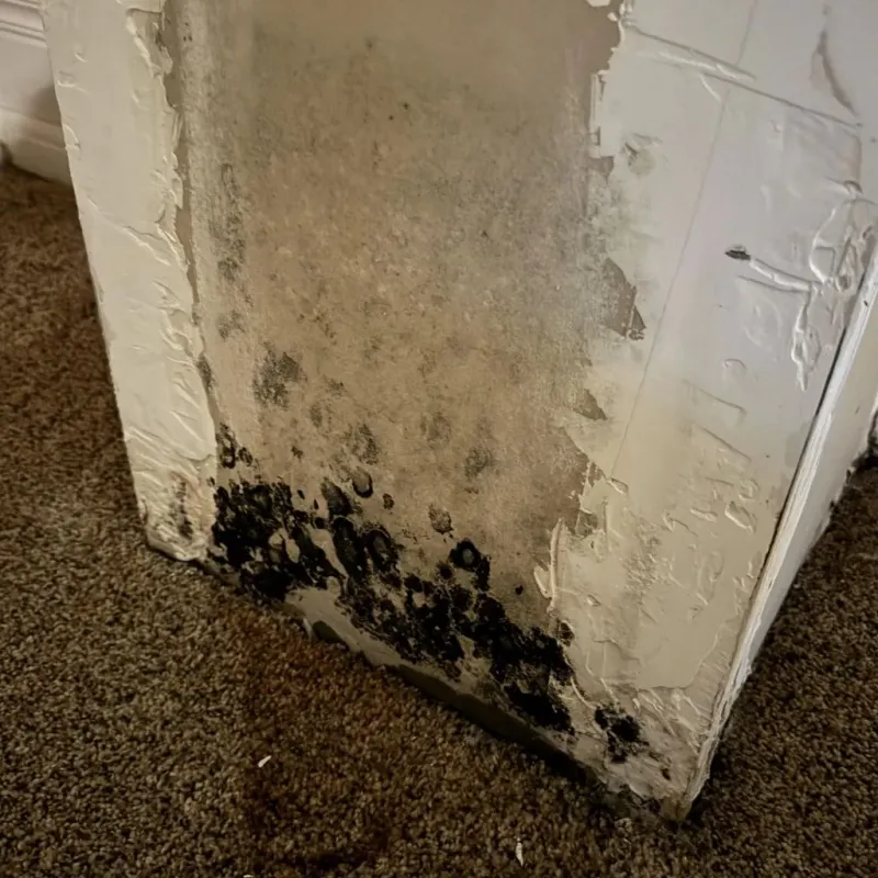 Professional Mold Removal in Hurricane, WV